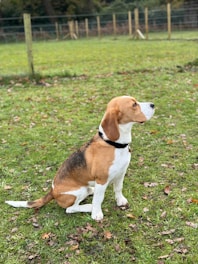 A beagle dog with a black collar is sitting attentively on a grassy field. The field has patches of dry leaves scattered around, and the background includes a wooden fence and trees, giving a sense of an open and natural environment.