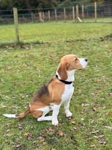 A beagle dog with a black collar is sitting attentively on a grassy field. The field has patches of dry leaves scattered around, and the background includes a wooden fence and trees, giving a sense of an open and natural environment.