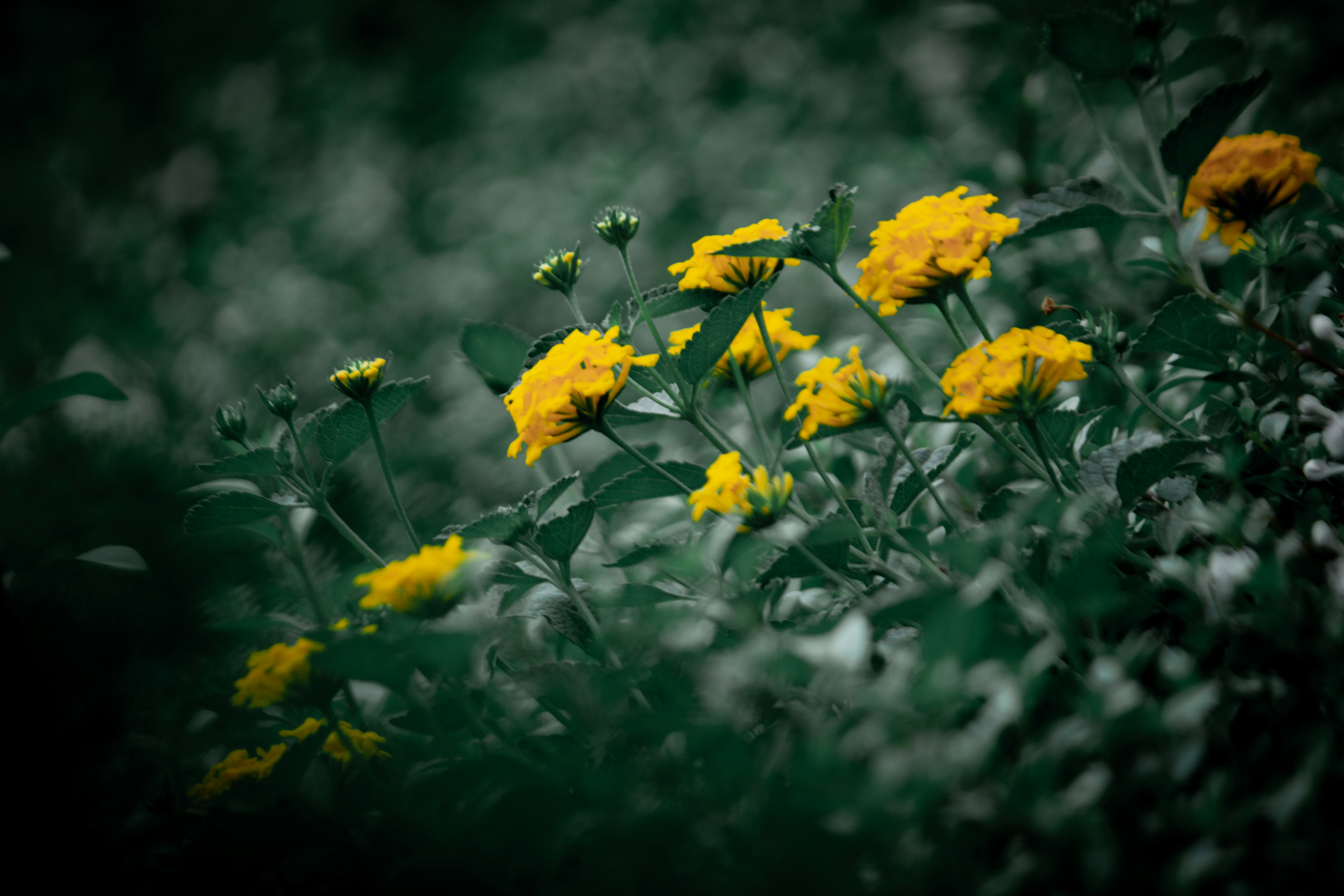 a bunch of yellow flowers in a field