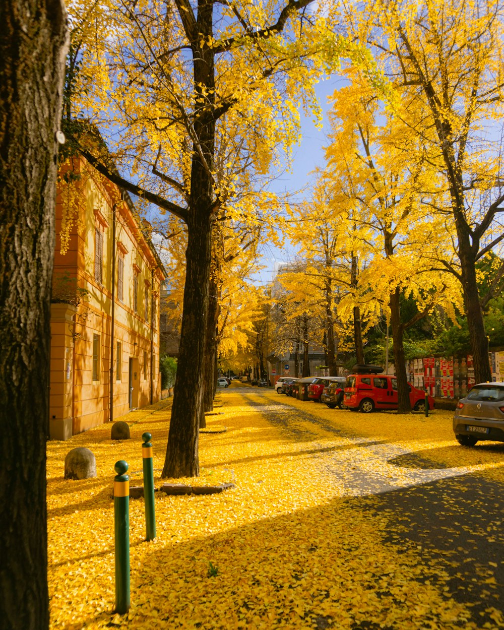 a city street with yellow leaves on the ground