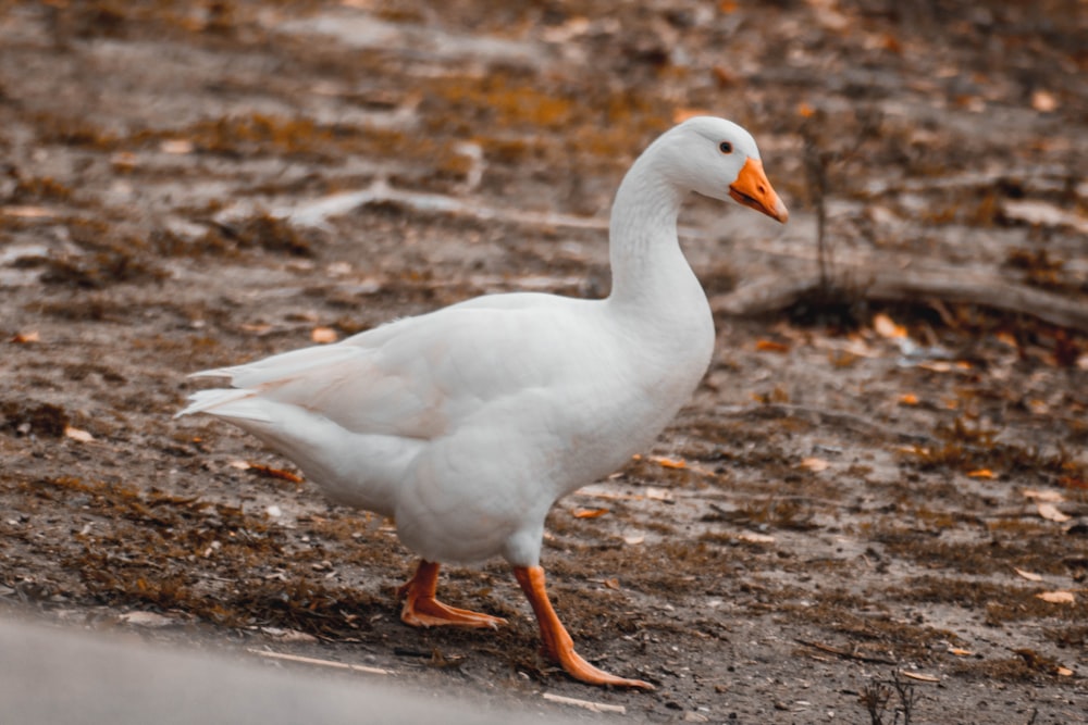 a white duck is walking on the ground