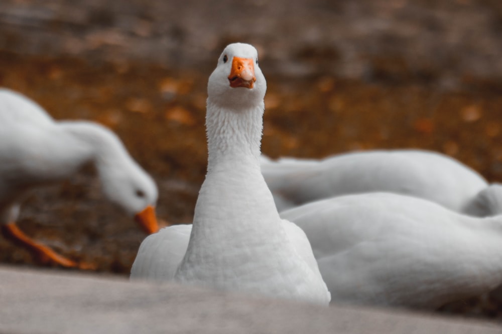 a group of white ducks standing next to each other