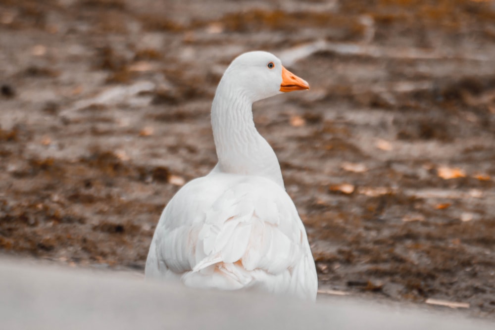 a white duck is sitting on the ground