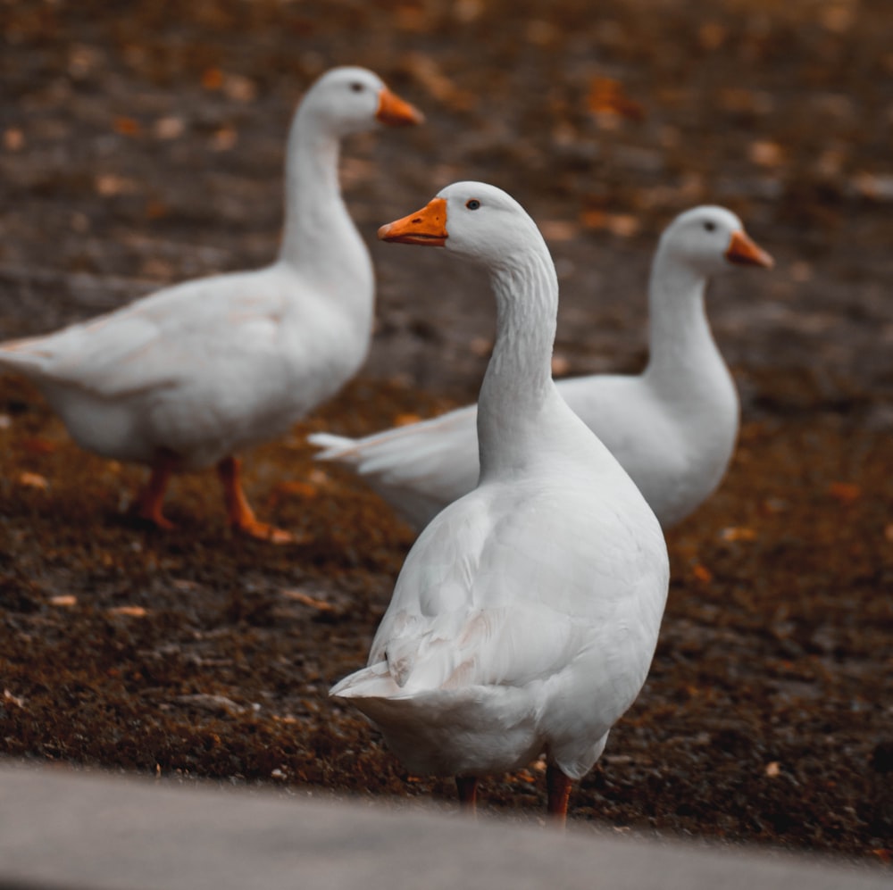 a group of white ducks standing next to each other