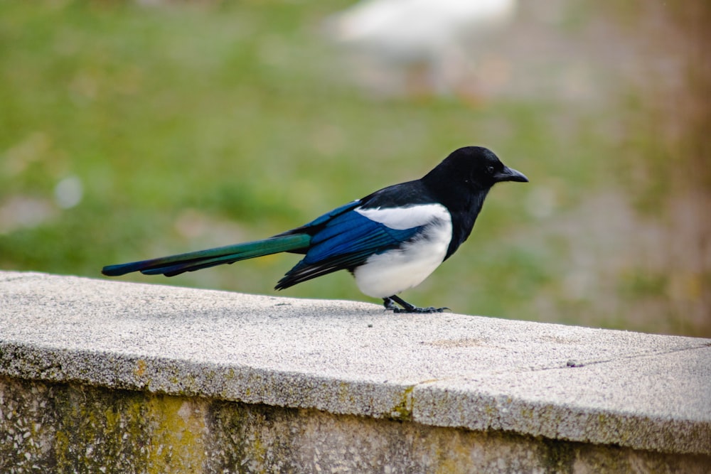 a black and white bird is sitting on a ledge