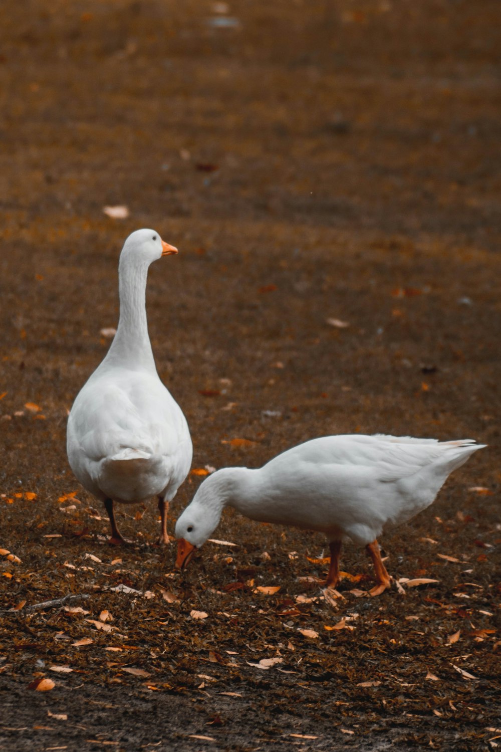 a couple of white ducks standing on top of a field