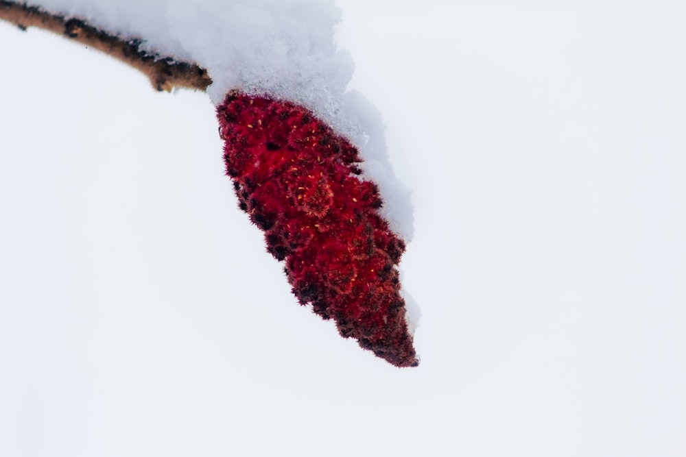 a red leaf is covered in snow on a branch