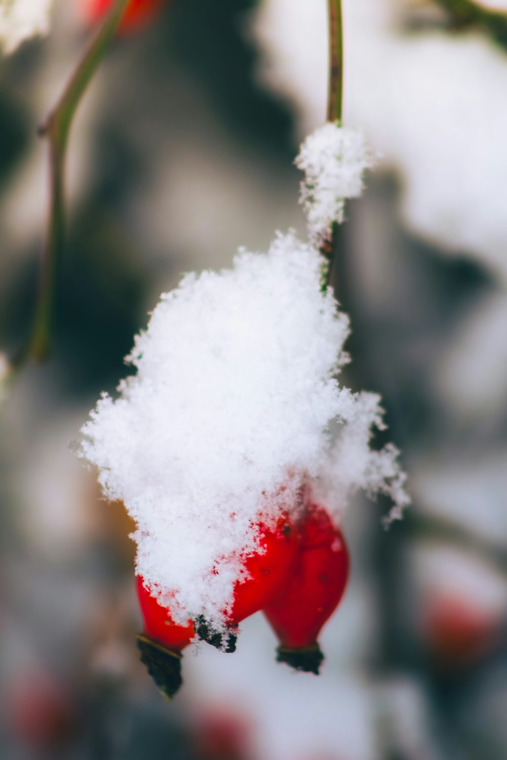 a red and white ornament hanging from a tree