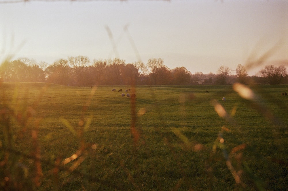 a herd of cattle grazing on a lush green field