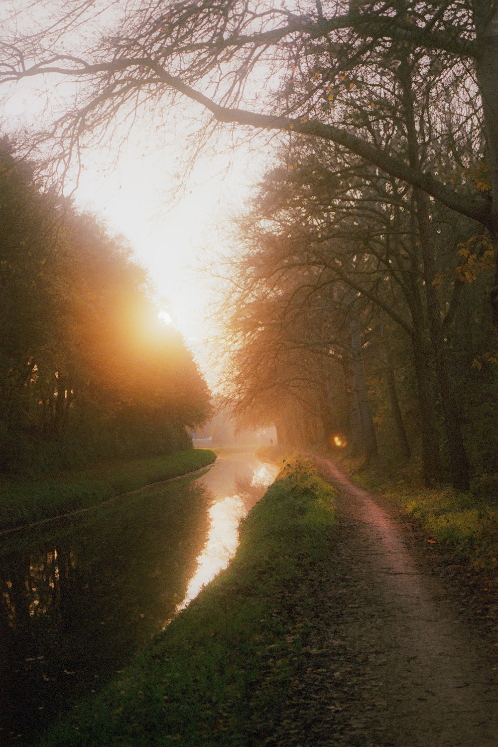 the sun shines through the trees over a river