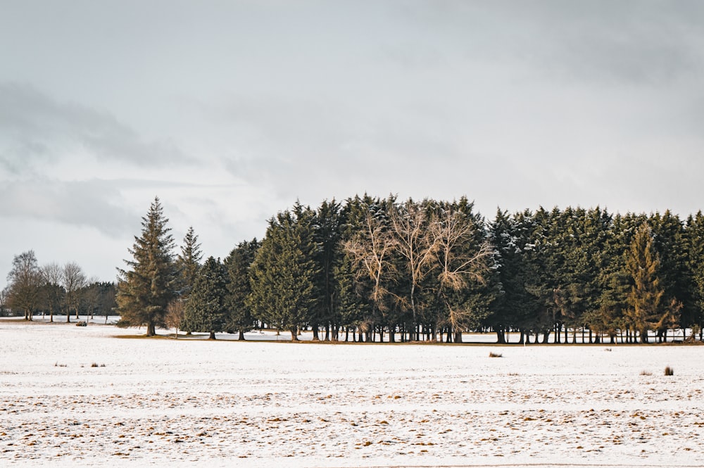 a snow covered field with trees in the background