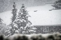 Snow-covered trees stand tall next to a house with a roof also blanketed in snow during a heavy snowfall.