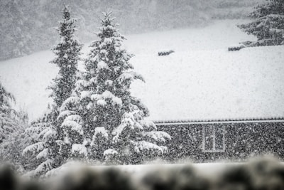 Snow-covered trees stand tall next to a house with a roof also blanketed in snow during a heavy snowfall.