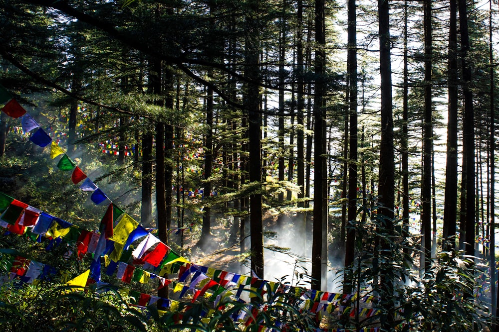a forest filled with lots of trees covered in flags