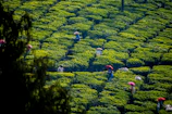 Workers sorting and packaging bulk black tea in a clean facility