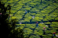 Workers wearing hats, some colored red and others straw, are seen among rows of dense green tea bushes on a plantation. The geometric arrangement of the lush tea plants is uniform, creating a vibrant green pattern. Sunlight casts shadows, adding depth to the foliage.