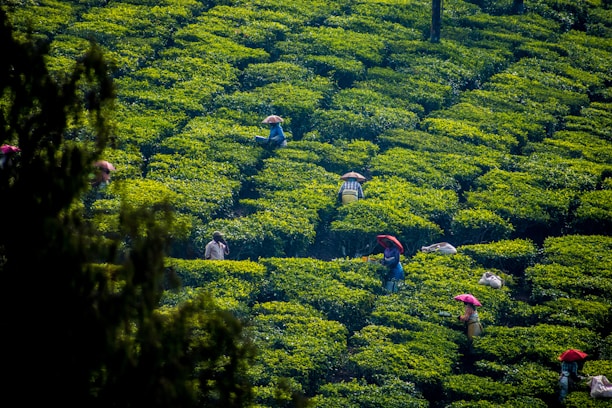 Workers wearing hats, some colored red and others straw, are seen among rows of dense green tea bushes on a plantation. The geometric arrangement of the lush tea plants is uniform, creating a vibrant green pattern. Sunlight casts shadows, adding depth to the foliage.