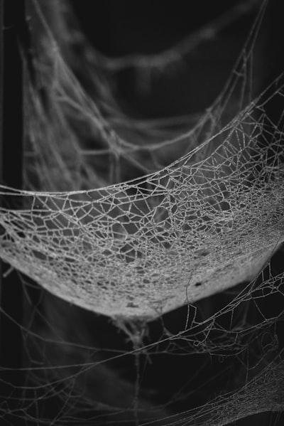 a black and white photo of a spider web