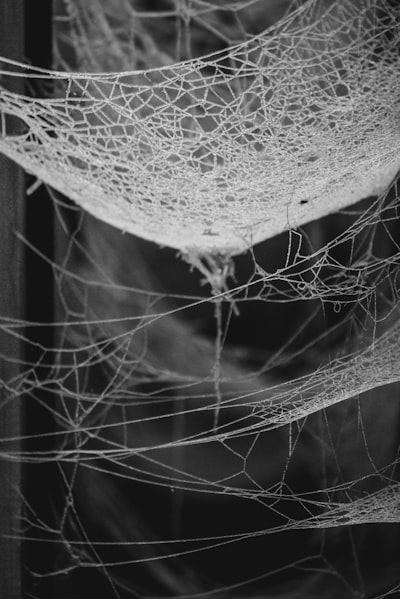 a black and white photo of a spider web