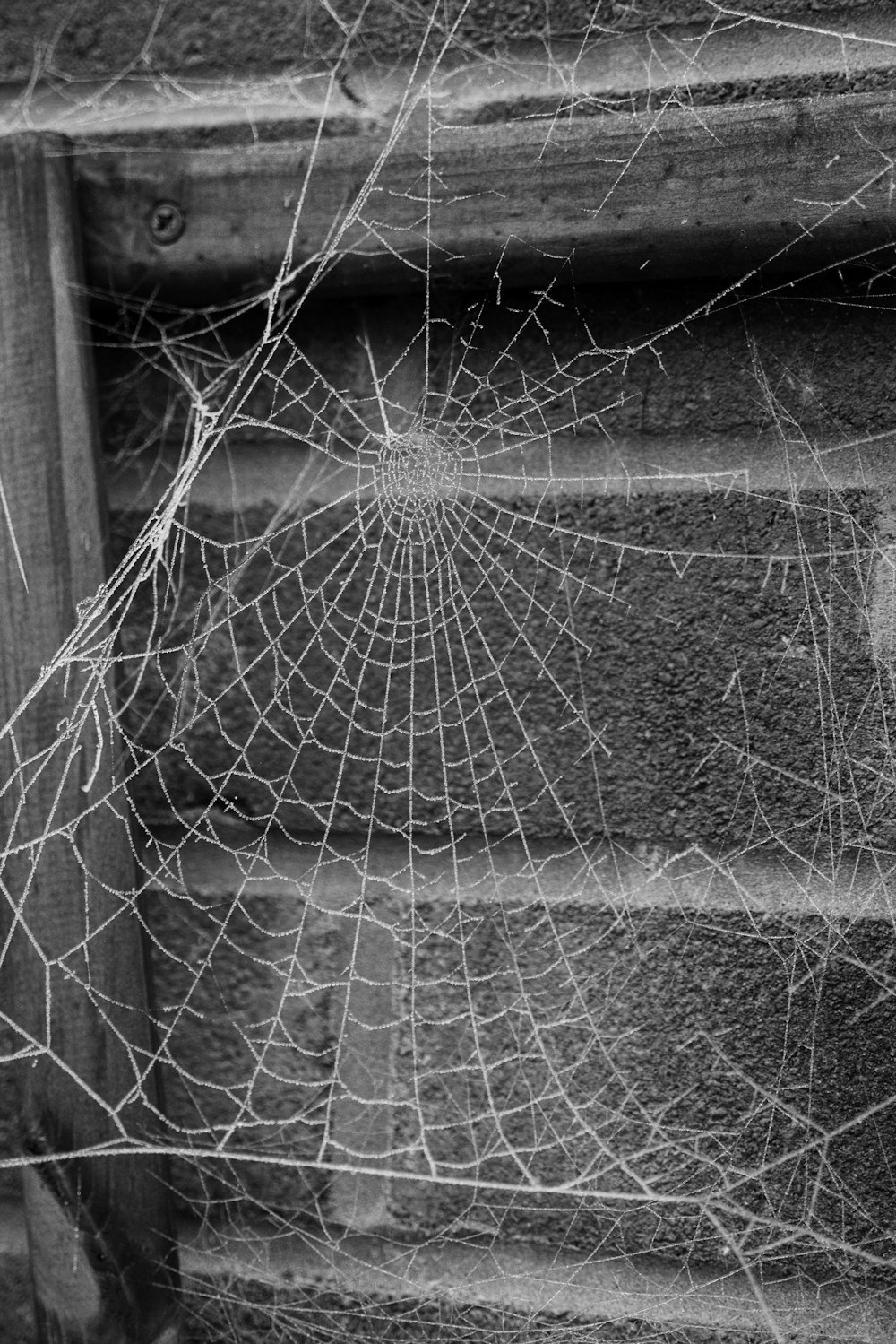ein Spinnennetz, das an der Seite eines Gebäudes hängt