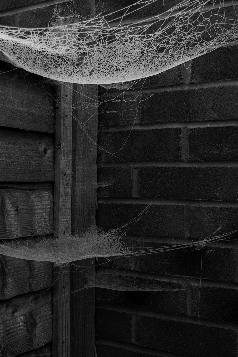 a black and white photo of a spider web