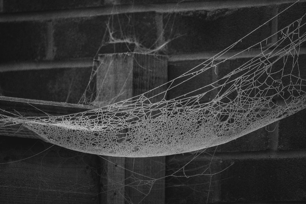 une photo en noir et blanc d’une toile d’araignée