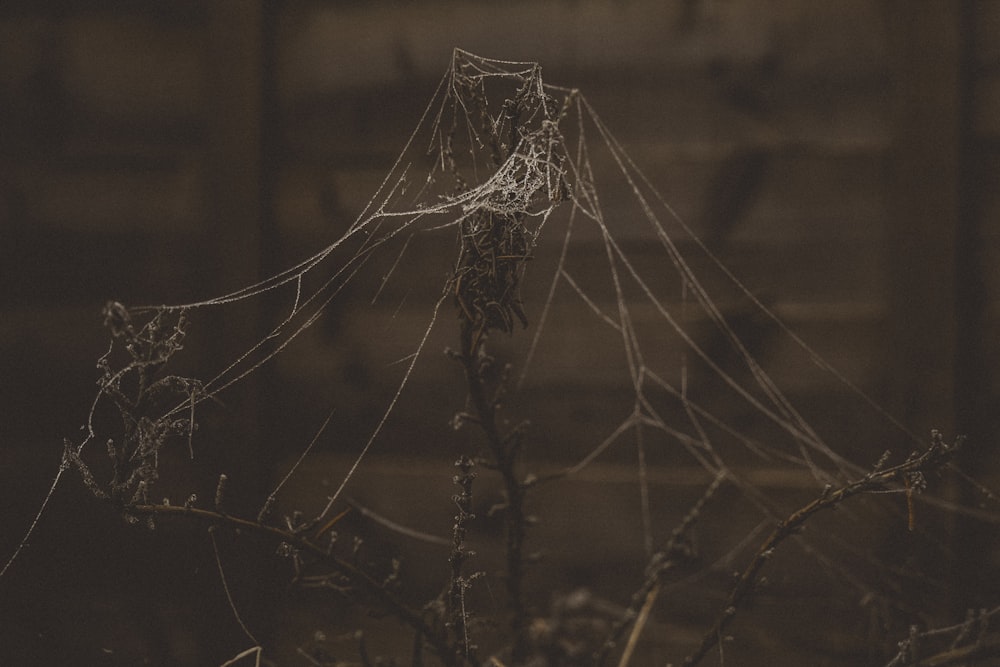 uma teia de aranha pendurada em um galho de árvore