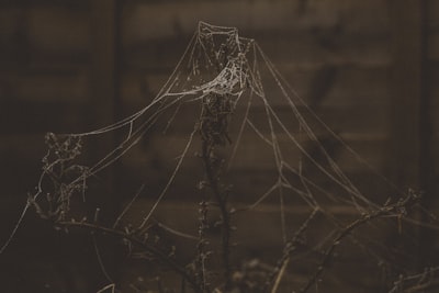 a spider web hanging from a tree branch