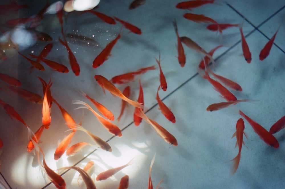 a group of orange fish swimming in a pond