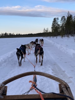 A husky sled team racing through pristine white snow with happy travelers aboard.