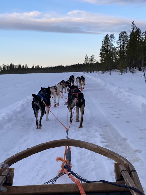 A team of sled dogs is harnessed to a wooden sled, traveling over a snowy landscape. The path is surrounded by snow-covered terrain and lined with evergreen trees under a sky with scattered clouds.