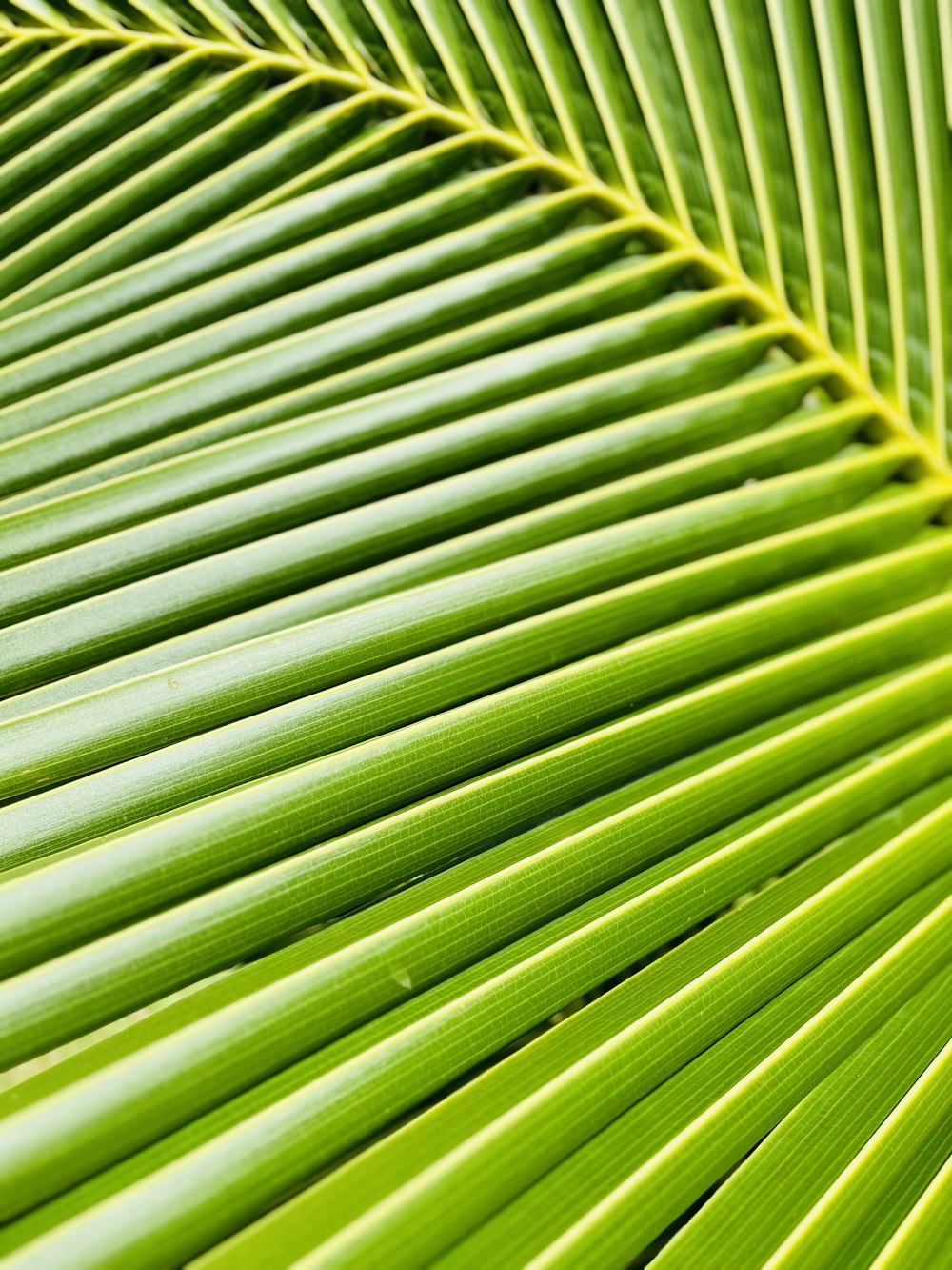 Eine Nahaufnahme eines grünen Palmblattes
