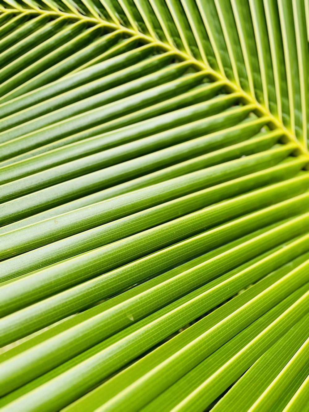 a close up of a green palm leaf