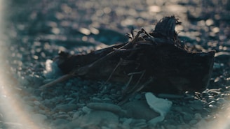 A serene display of mixed accessories resting on driftwood with soft ocean light.