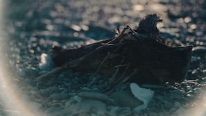A serene display of mixed accessories resting on driftwood with soft ocean light.
