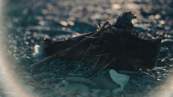 Close-up of rune-inscribed driftwood illuminated by soft tide-magic light.