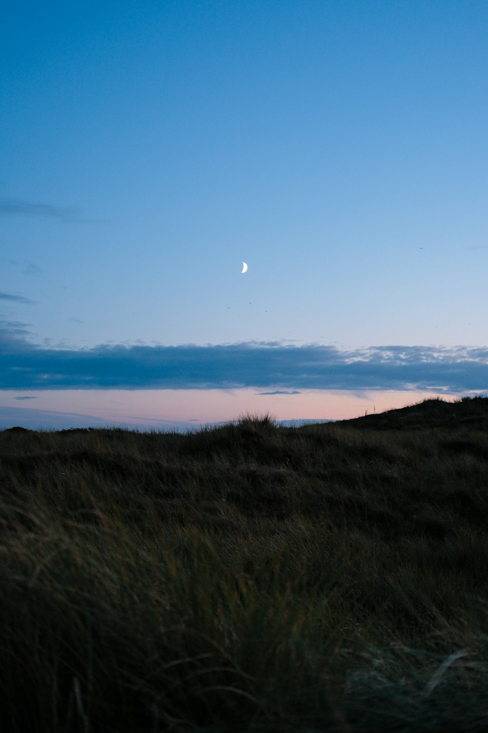 a grassy field with a moon in the sky