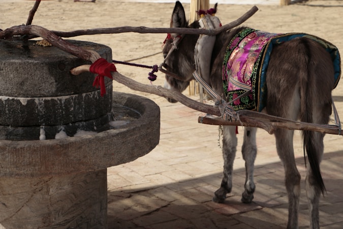 The Essentials of Caring for Donkeys: Gear and Accessories
