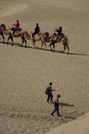 Group of visitors riding camels across the desert near traditional Nubian tents