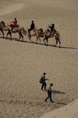 A group of people is riding camels across a sandy desert, with three individuals walking on foot in the foreground. The scene is set in a vast, open landscape with rolling dunes and a clear sky.