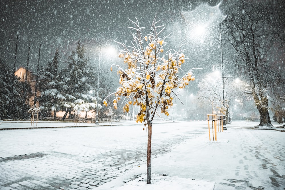 a snowy night in a park with trees and benches