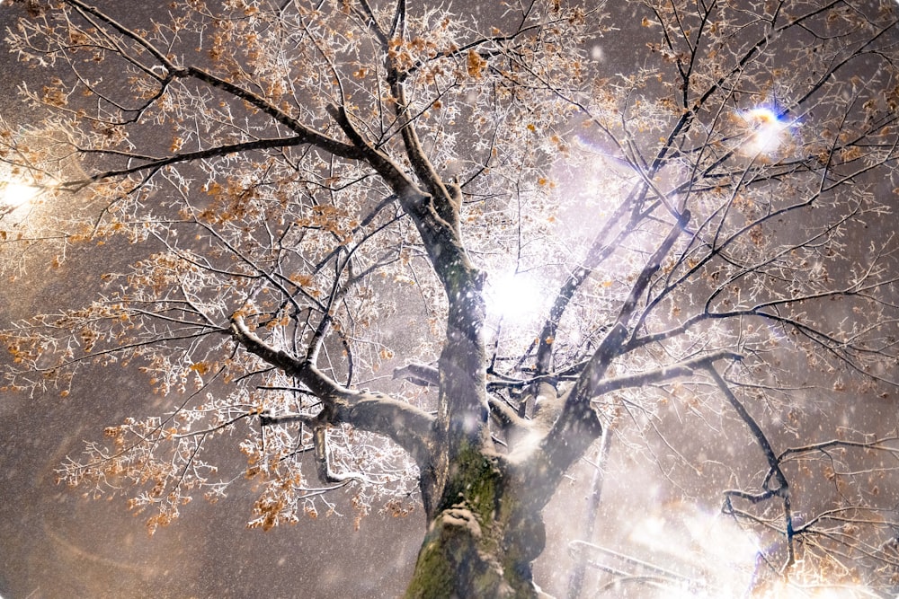 a tree in the middle of a snowy night