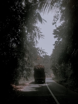 A truck is traveling down a narrow road surrounded by dense greenery. The scene is framed by overhanging branches and foliage, creating a tunnel-like effect. The vehicle is carrying a large load of palm oil fruits. Soft, diffused lighting adds a serene and slightly mysterious atmosphere to the lane.