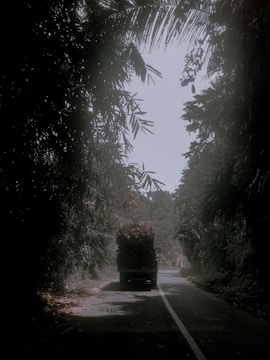 A truck is traveling down a narrow road surrounded by dense greenery. The scene is framed by overhanging branches and foliage, creating a tunnel-like effect. The vehicle is carrying a large load of palm oil fruits. Soft, diffused lighting adds a serene and slightly mysterious atmosphere to the lane.