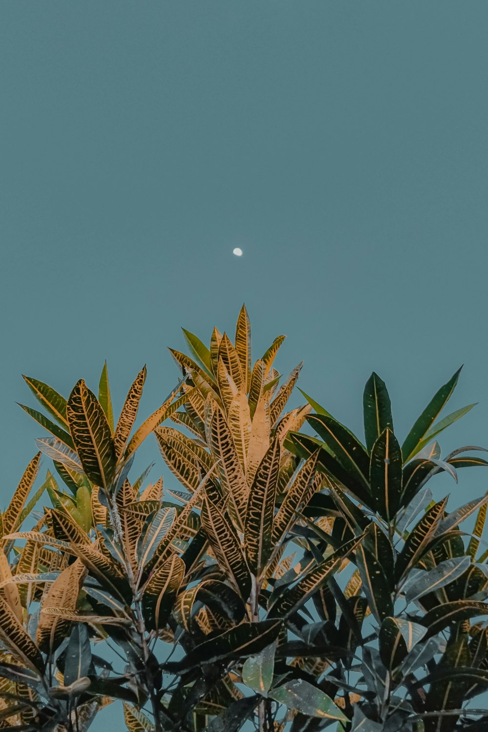 a tree with a half moon in the background