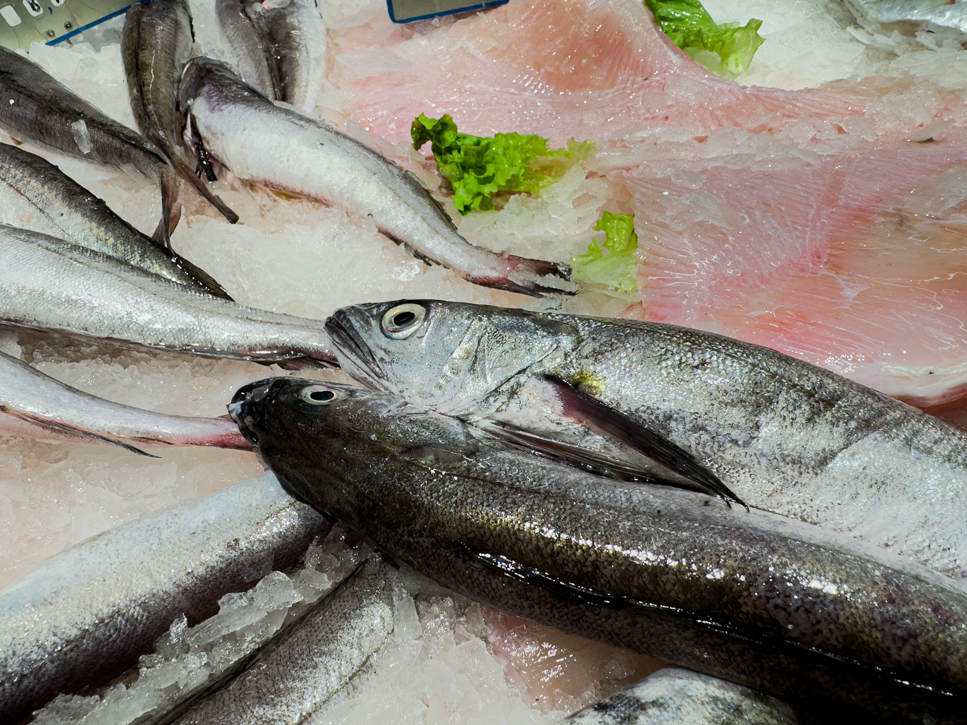 a bunch of fish that are on some ice