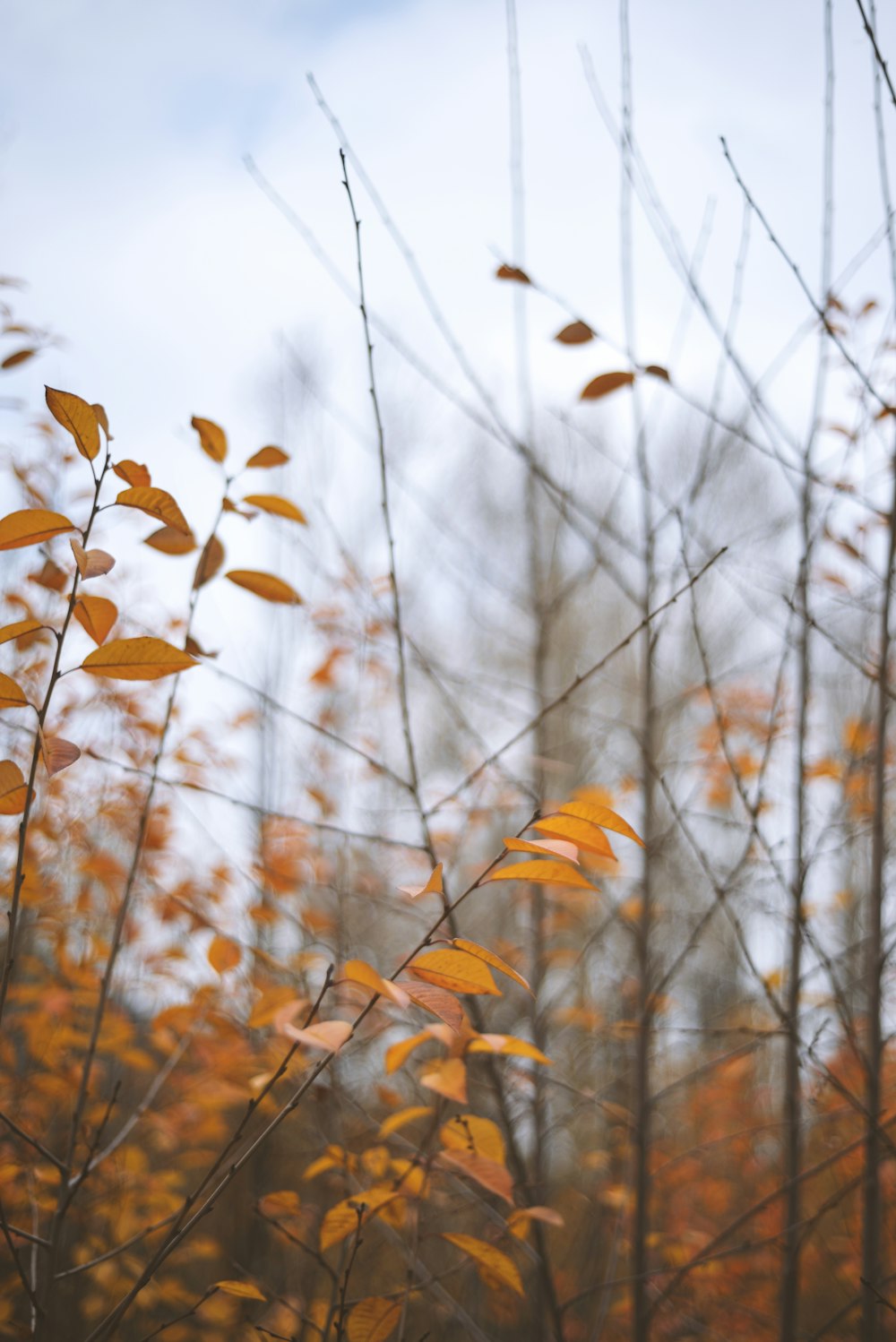 a bunch of trees that are in the woods