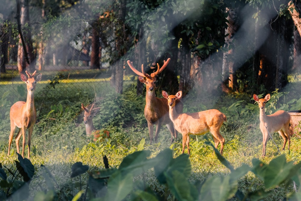 a herd of deer standing on top of a lush green field