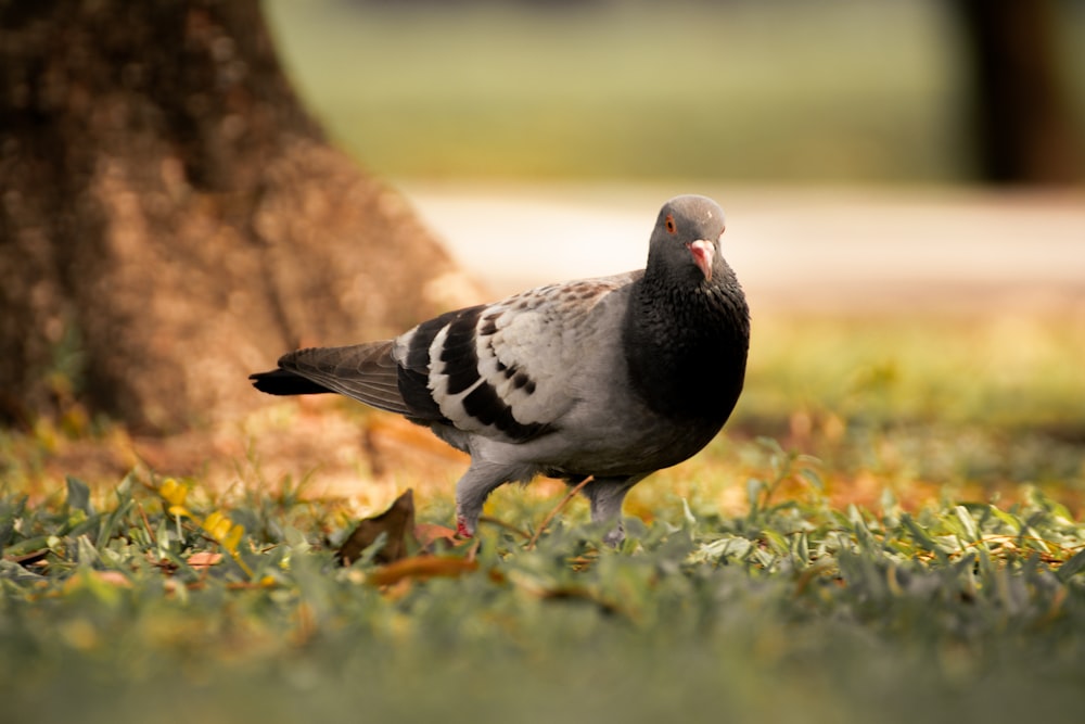 a pigeon standing in the grass next to a tree