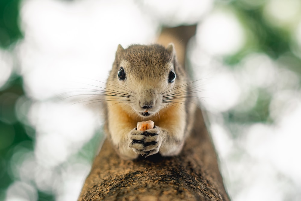 a squirrel is sitting on top of a tree branch